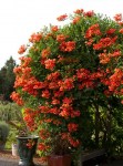 Campsis tagliabuana Madame Galen_035-L